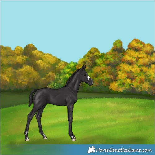 Horse Color:Smoky Black  and Smoky Black 
