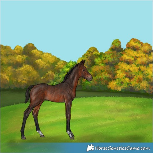 Horse Color:Bay Rabicano  and Gray Bay Rabicano 