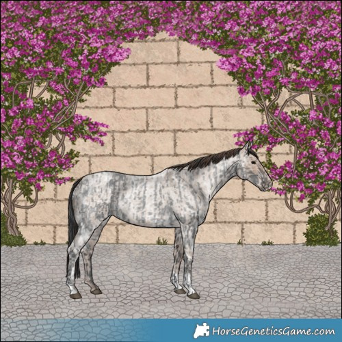 Horse Color:Blue Ice Roan and Classic Champagne Ice Roan