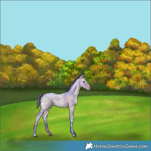 Horse Color:Nacre Watercolor Brown Ice Roan 