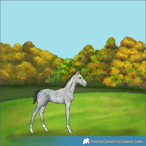 Horse Color:Nacre Black Ice 
