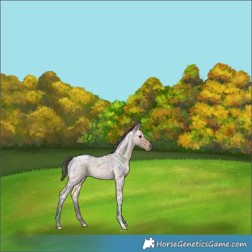 Horse Color:Nacre Buckskin Ice Roan 