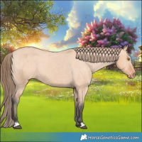 Horse Color:Bay Dun Appaloosa Rabicano 