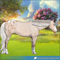Horse Color:Silver Bay Dun Varnish Rabicano 