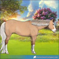 Horse Color:Silver Bay Dun Splash Rabicano 