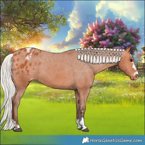 Horse Color:Silver Bay Appaloosa 