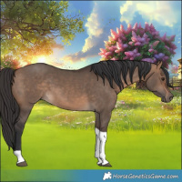 Horse Color:Bay Dun Tobiano 