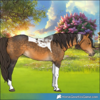 Horse Color:Buckskin Tobiano 