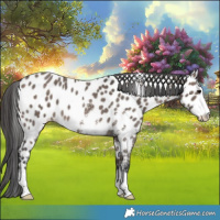 Horse Color:Brown Dun Sabino Near Leopard 