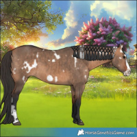 Horse Color:White Spotted Bay Dun Frame Brindle 
