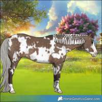 Horse Color:White Spotted Silver Brown Dun Frame 