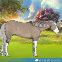 Horse Color:Silver Brown Dun Splash