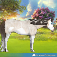 Horse Color:Buckskin Roan Dun Splash Frame 