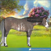 Horse Color:Brown Dun Sabino Splash 