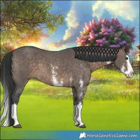 Horse Color:Brown Dun Sabino Splash 