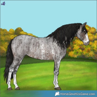 Horse Color:Gray Brown Roan Sabino Rabicano and Gray Brown Roan Sabino Rabicano
