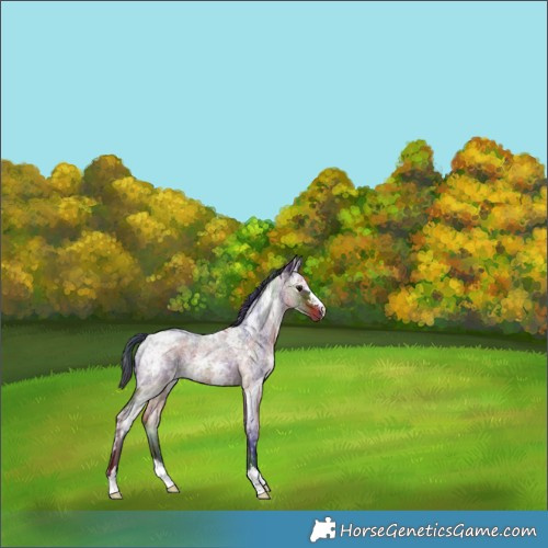Horse Color:Nacre Brown Ice Roan 