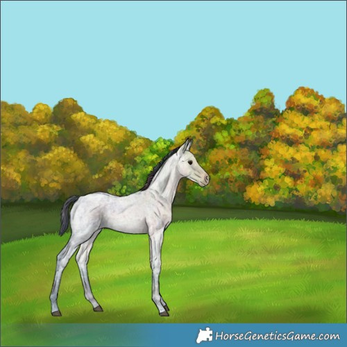 Horse Color:Nacre Brown Ice Roan 