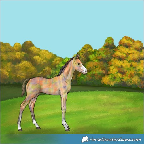 Horse Color:Nacre Plaid  Buckskin 