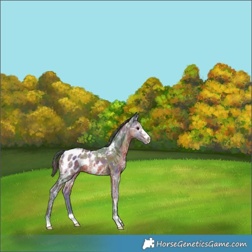 Horse Color:Nacre Brown Ice Appaloosa 