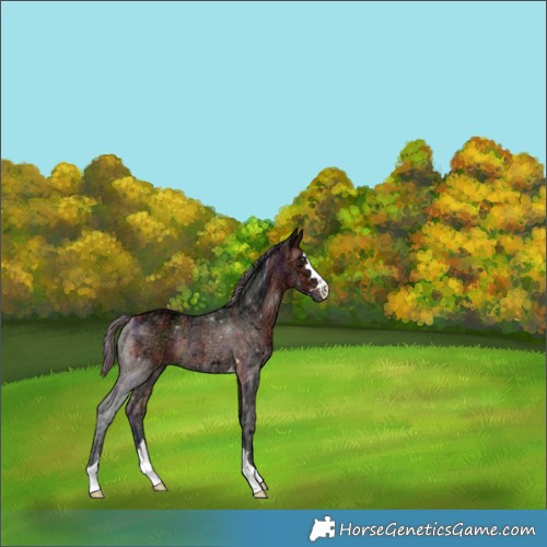 Horse Color:Nacre Bay Ice Rabicano 