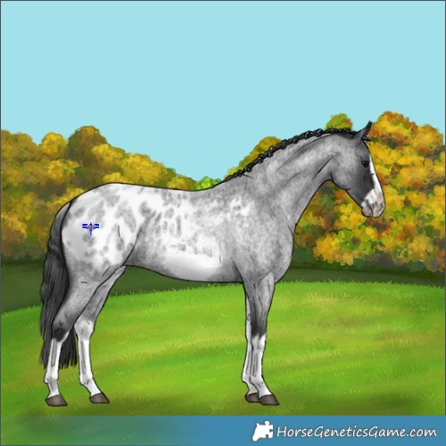 Horse Color:White Spotted Blue Roan Splash Frame Appaloosa 
