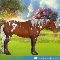 Horse Color:White Spotted Silver Bay Appaloosa