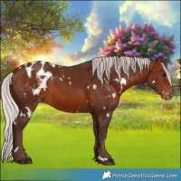 Horse Color:White Spotted Silver Bay Appaloosa 