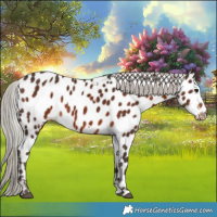 Horse Color:White Spotted Silver Brown Appaloosa 
