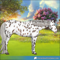 Horse Color:White Spotted Silver Brown Appaloosa 
