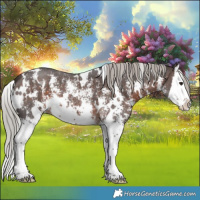 Horse Color:White Spotted Silver Brown Sabino Splash 