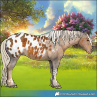 Horse Color:Chocolate Palomino Tobiano Appaloosa 