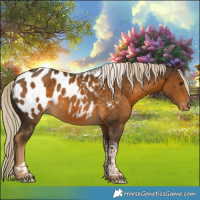 Horse Color:Chocolate Palomino Tobiano Appaloosa 