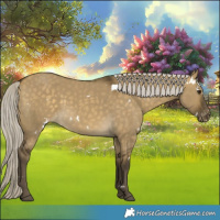 Horse Color:White Spotted Silver Buckskin Dun Appaloosa