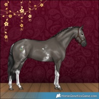 Horse Color:Gray White Spotted Grullo Tobiano