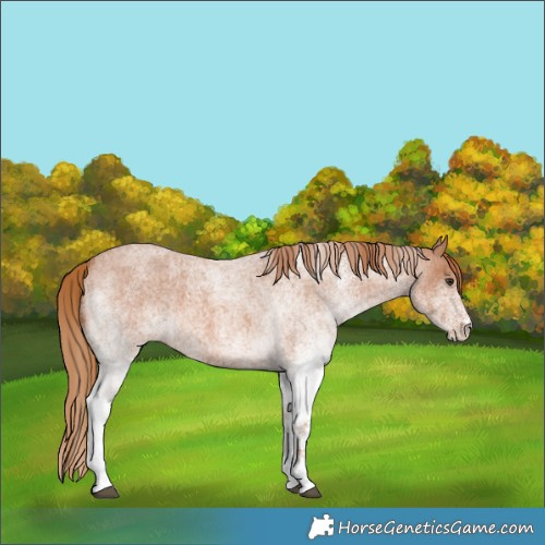 Horse Color:White Spotted Red Roan