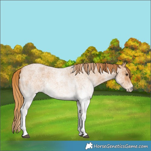 Horse Color:White Spotted Red Roan