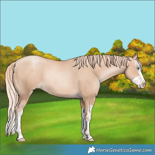 Horse Color:Gold Champagne Pearl Rabicano  and Gold Champagne Pearl Splash Rabicano 