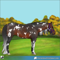 Horse Color:White Spotted Brown 