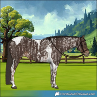 Horse Color:Liver Red Dun Roan  and Liver Chestnut Tobiano 