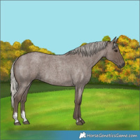 Horse Color:Silver Blue Roan Sabino 