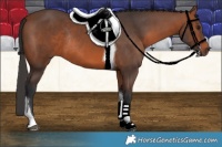 Horse Color:Bay Tobiano Rabicano