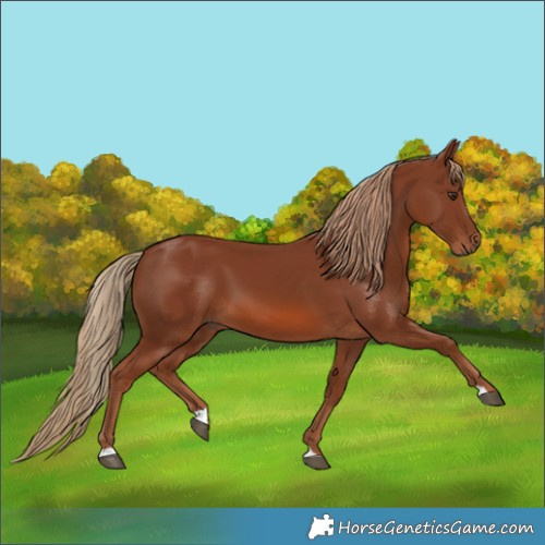 Horse Color:Chestnut 