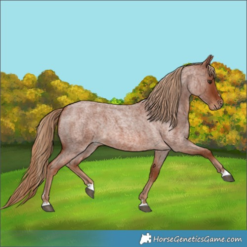 Horse Color:Red Roan