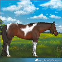 Horse Color:Liver Chestnut Tobiano