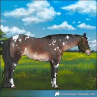 Horse Color:White Spotted Brown Tobiano Appaloosa Rabicano