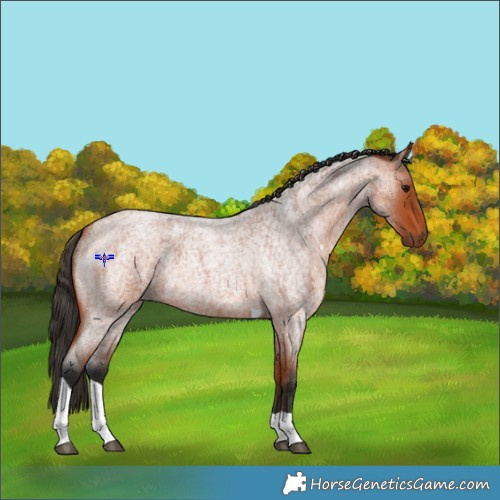 Horse Color:Bay Roan Tobiano 