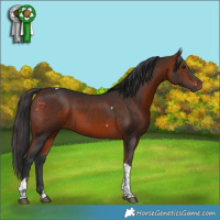 Horse Color:Bay Tobiano 