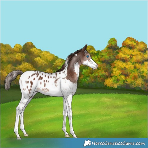Horse Color:Liver Chestnut Splash Tobiano Appaloosa 