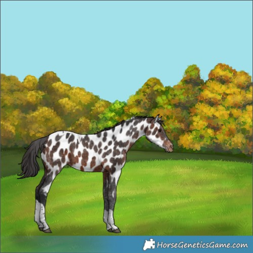 Horse Color:Brown Sabino Tobiano Near Leopard 